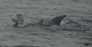 Adult Risso's dolphins have scratches and scars on their skin